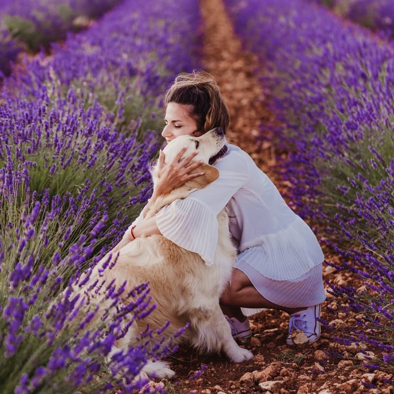 woman-and-golden-retriever-dog-in-purple-lavender-2022-03-18-16-15-34-utc (1)